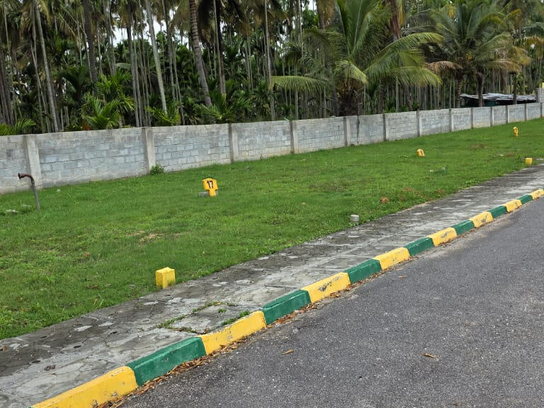 Plot View