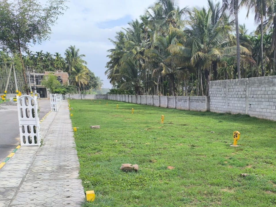 Plot View